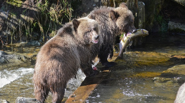 В Петербурге осиротевшие медвежата активно растут и крепнут