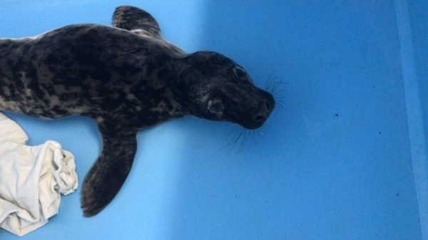В Репино Центр помощи морским млекопитающим принял серого тюлененка, прибившегося к берегу