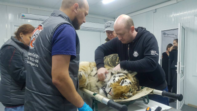 Амурского тигра вернули в дикую природу