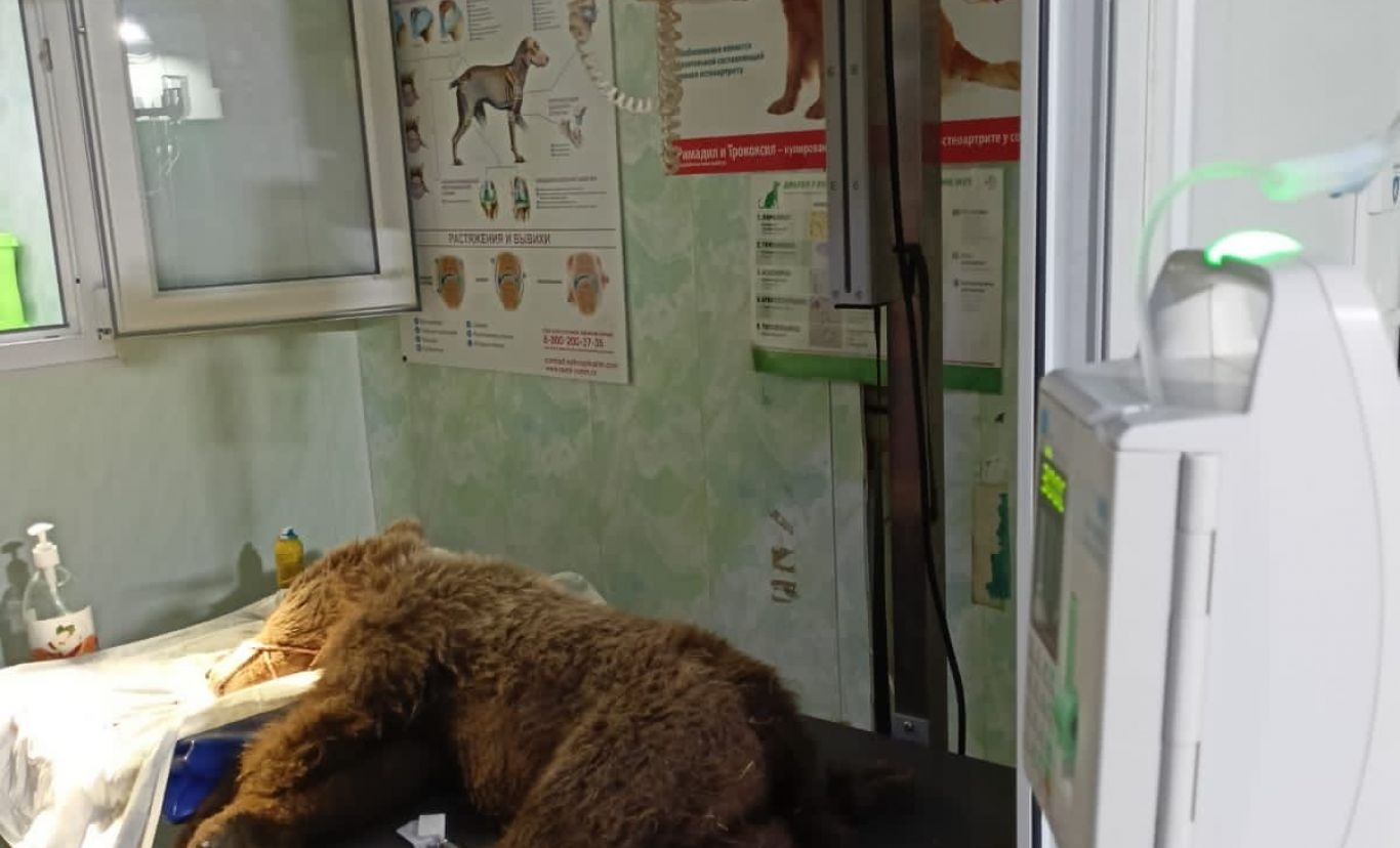 В Северной Осетии спасли раненого медвежонка