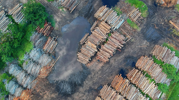 В России зафиксировано снижение объема заготовок древесины