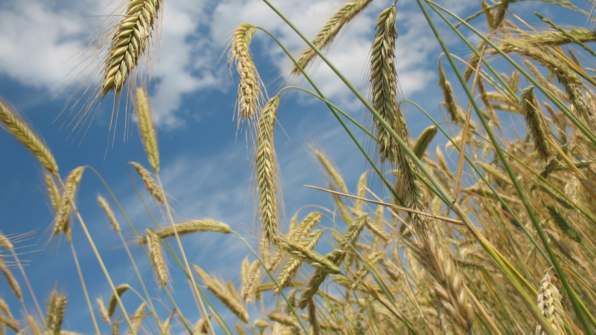 Экспортная пошлина на пшеницу упала до $119,9