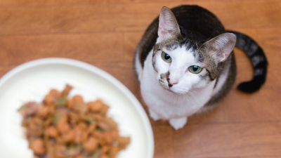 Японские ученые предлагают спасти «сердечников» кошачьим кормом