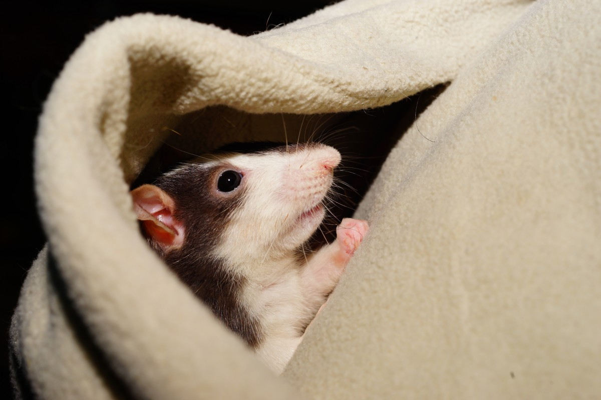 Крысам нравится, когда при них щекочут другую крысу – немецкие ученые