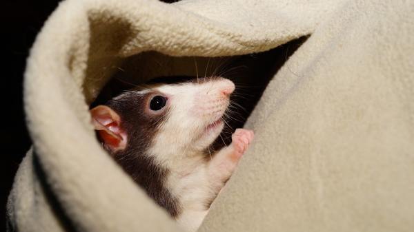 Крысам нравится, когда при них щекочут другую крысу – немецкие ученые