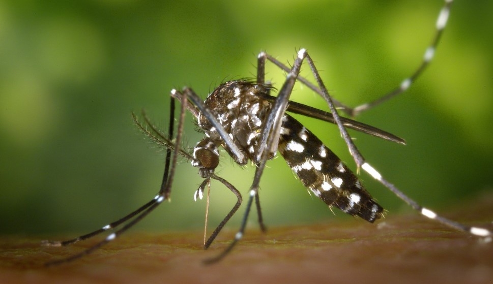 В Азии выявили комаров-мутантов, устойчивых к инсектицидам