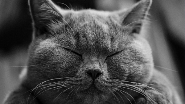 Российские учёные выявили связь между кошками и шизофренией