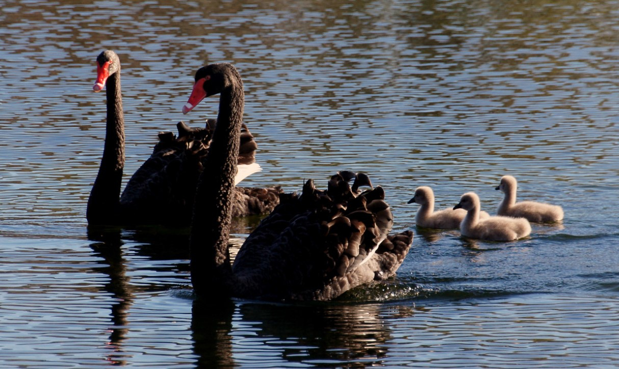 Птичий грипп может стать причиной исчезновения чёрного лебедя из Австралии