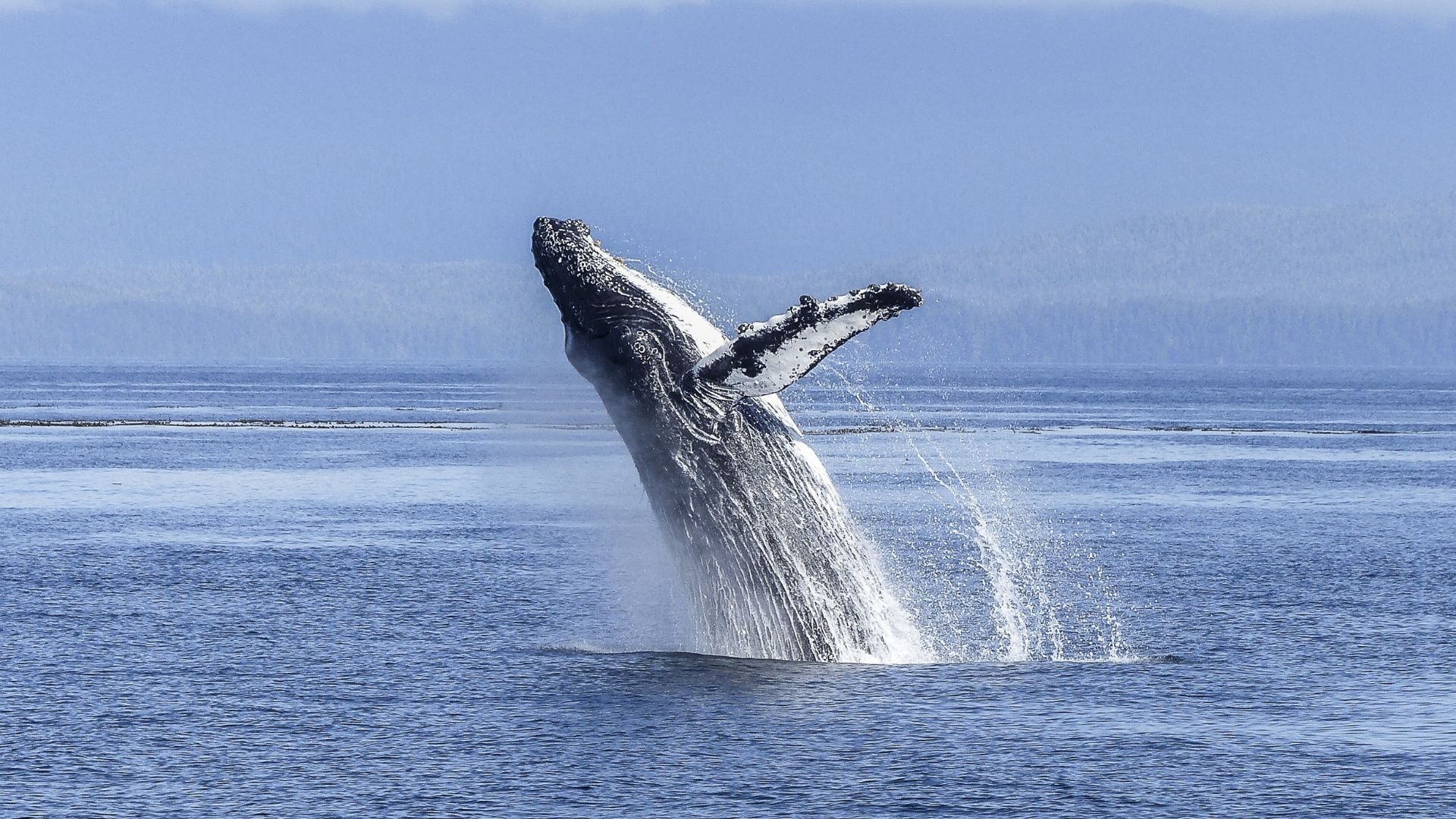 Учёные объяснили, почему киты выросли такими гигантскими