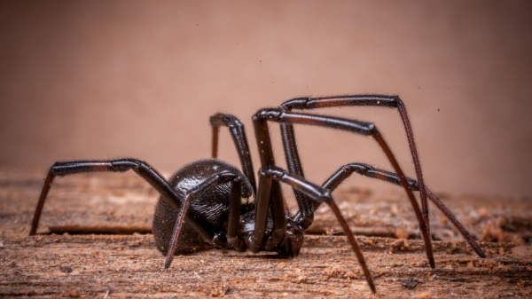 В Оренбургском заповеднике открыли новый вид пауков