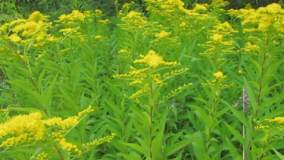 В США ученые нашли дикорастущие травы, помогающие бороться с коронавирусом