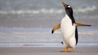 В Новой Зеландии нашли скелет самого большого в истории пингвина