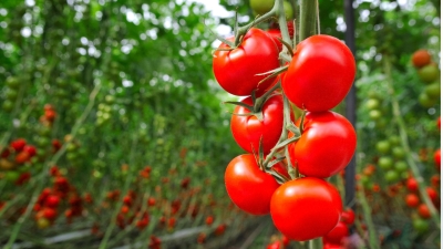 Минобрнауки: в России вывели «лечебный» сорт томатов, они снижают уровень холестерина