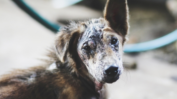 Чернобыльские дикие собаки обрели уникальную мутацию — ученые