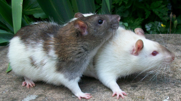 Шаг к лечению бесплодия: Ученым удалось вывести потомство от двух самцов крыс