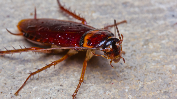 Биологи ТГУ разрабатывают пищевые добавки на основе насекомых
