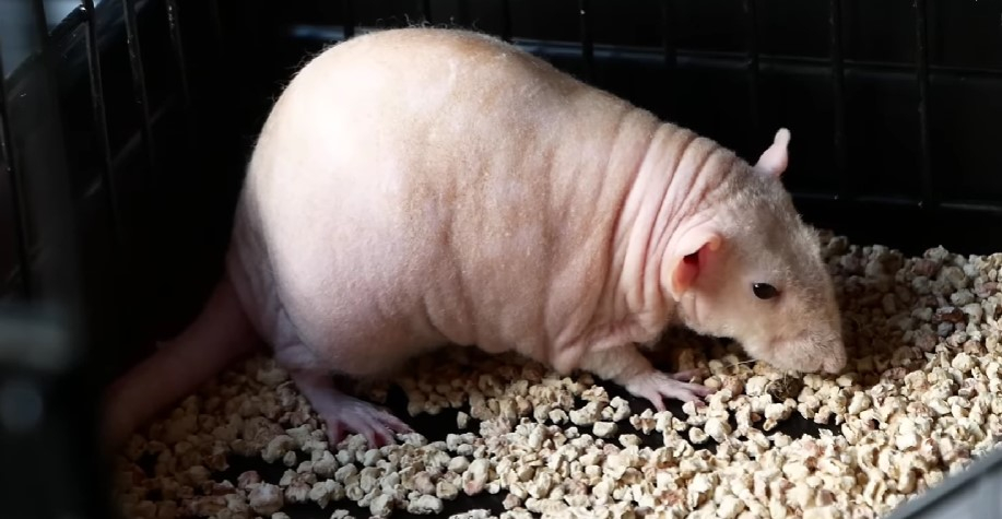 Крысы стали умнее после того, как начали потреблять жирные кислоты — исследование