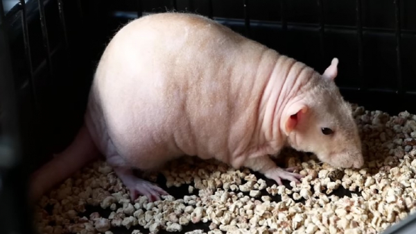Крысы стали умнее после того, как начали потреблять жирные кислоты — исследование