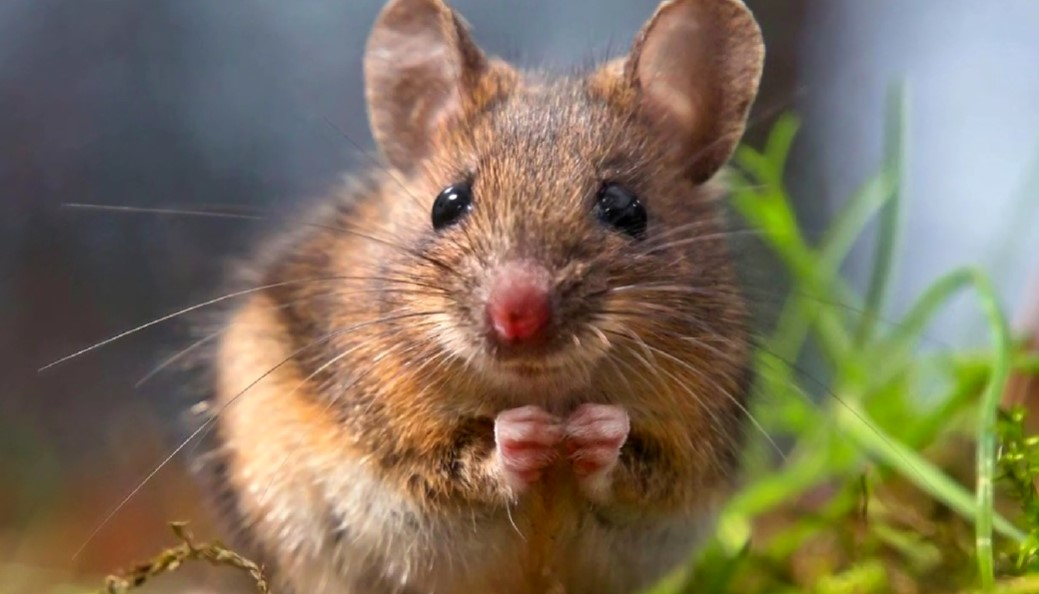 В ходе эксперимента в Китае появились мыши с оленьими рогами