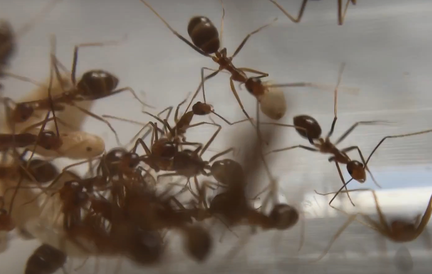 Желтые сумасшедшие муравьи биологически могут называться химерами