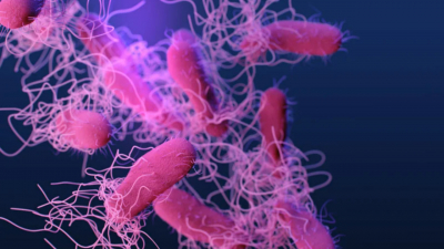 Во всем виноваты бактерии внутри нас: Ученые выяснили, почему мы злимся, когда голодные
