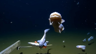 Ученые обнаружили самую глубоководную рыбу, но не определили ее вид 