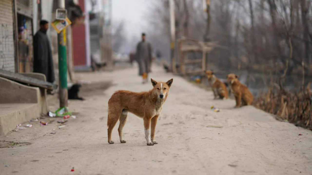 В России рассматривается законопроект, разрешающий усыплять агрессивных бездомных собак