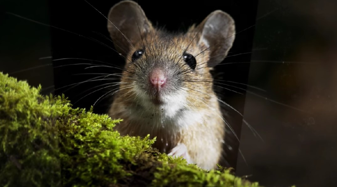 Ростовские ученые создали крыс-киборгов, которые смогут искать взрывчатку и наркотики по запаху