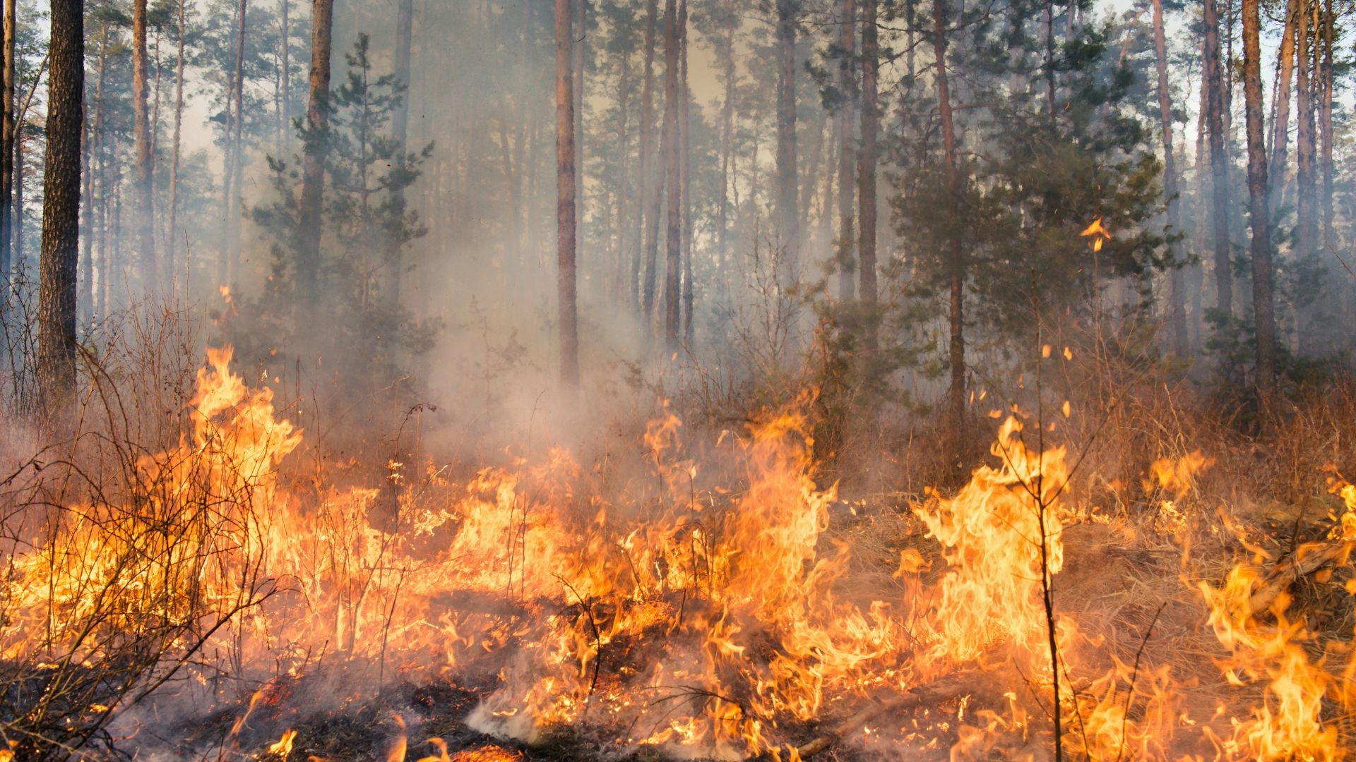 Большинство лесных пожаров в Свердловской области локализованы