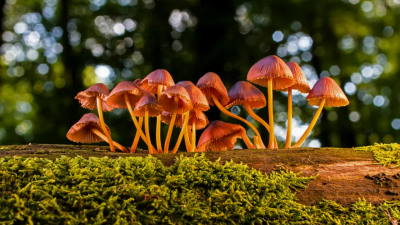 5 способов, как отличить съедобные грибы от ядовитых 