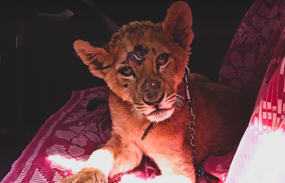 В Уфе спасли львенка, выставленного на продажу через «Авито»