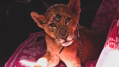 В Уфе спасли львенка, выставленного на продажу через «Авито»