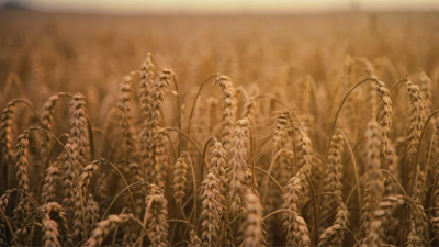 Решение по продлению зерновой сделки между Украиной и РФ еще не приняты — СМИ