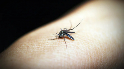 Ученые заявили, что через 75 лет появится новый вид смертоносных комаров