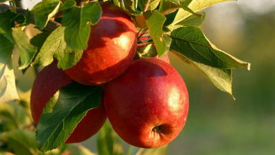Почему мы празднуем Яблочный Спас: традиции и приметы