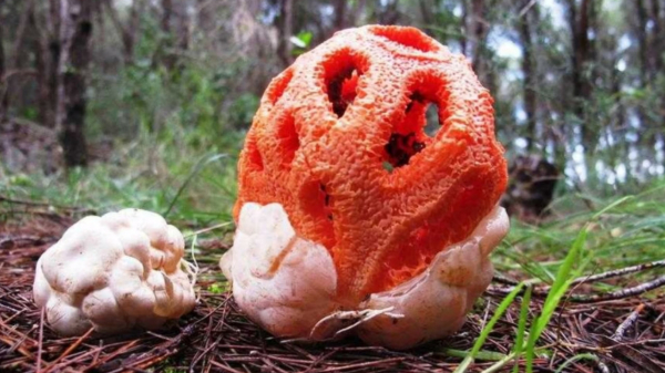 Ученые предупреждают: В Сочи появились  смертельные, но редкие грибы