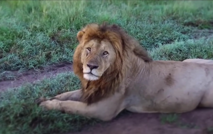 Люди убили старейшего в дикой природе льва