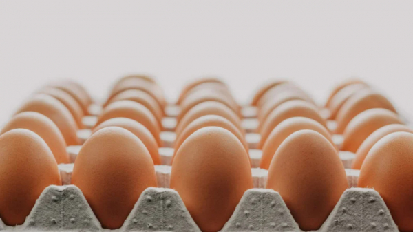 Экономия на завтраке. Цены на яйца упали до исторического минимума