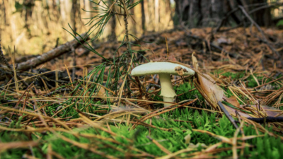 5 основных признаков съедобных грибов. Прочитайте перед тем, как пойти в лес