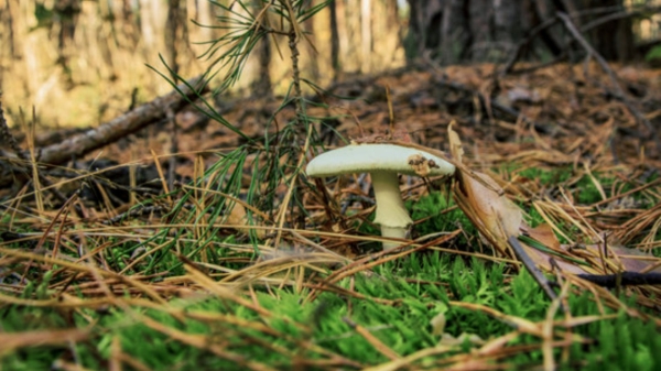 5 основных признаков съедобных грибов. Прочитайте перед тем, как пойти в лес