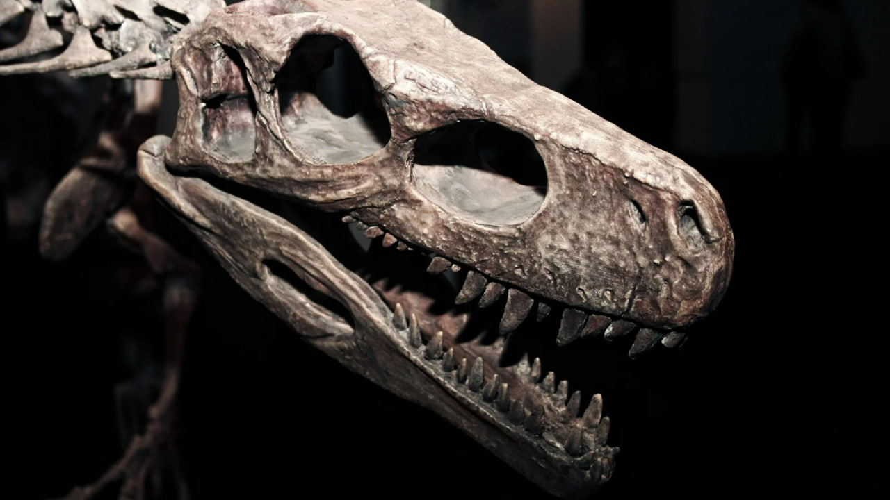 Ученые нашли останки одного из последних динозавров на Земле