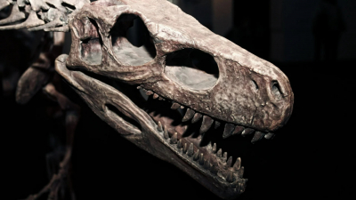 Предки людей, собак и кошек пережили удар метеорита, уничтоживший динозавров — исследование