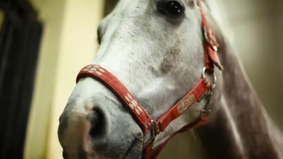 На съемках фильма «Война и мир» убили более 200 лошадей ради правдоподобности