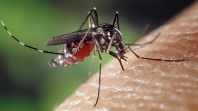 Ученые выяснили, почему комары кусают одних людей чаще других