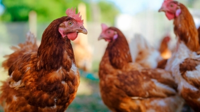 На фоне распространения птичьего гриппа россиян призвали не покупать курицу «с рук»