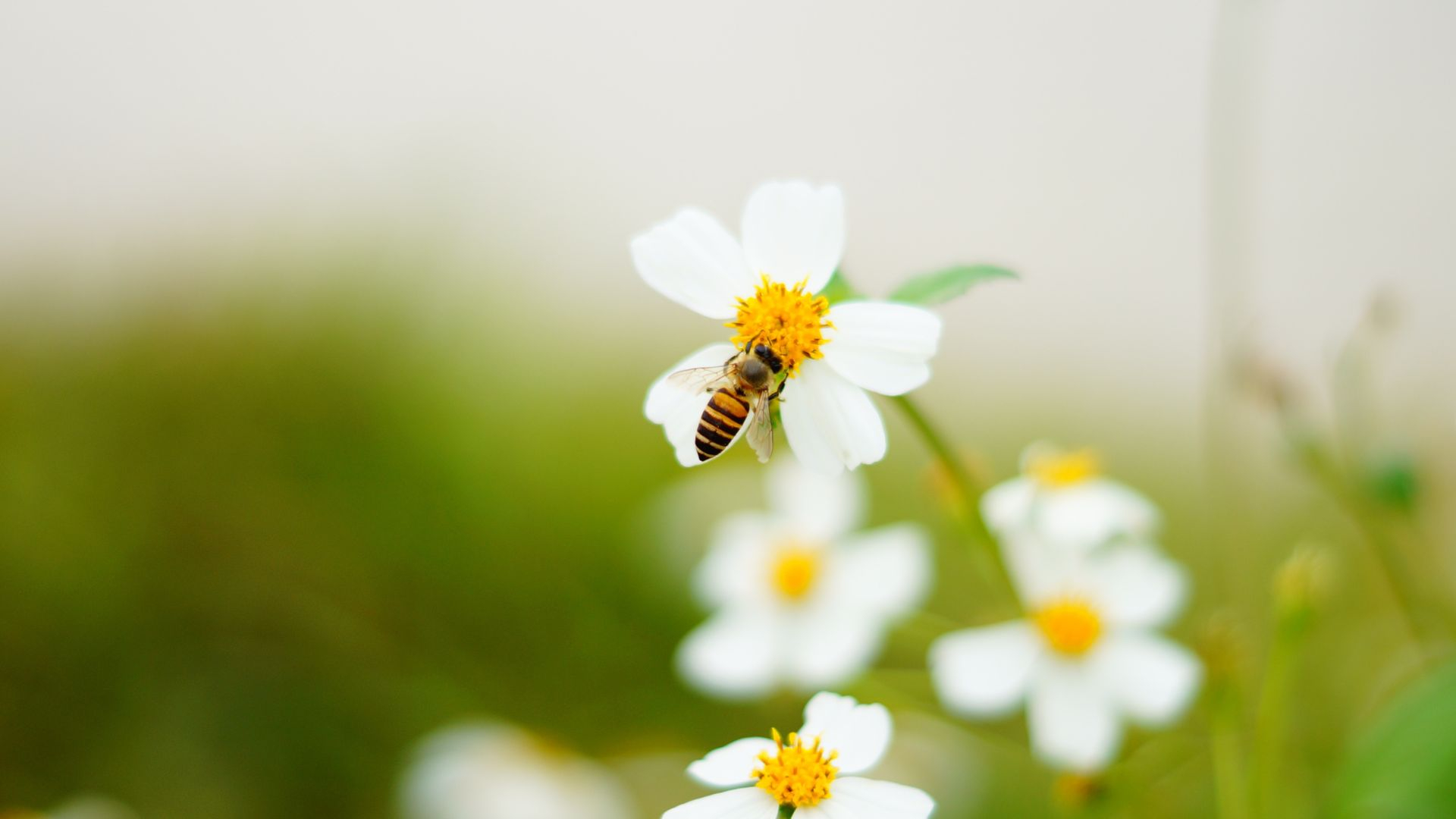 Все пчелы в мире могут исчезнуть к 2035 году