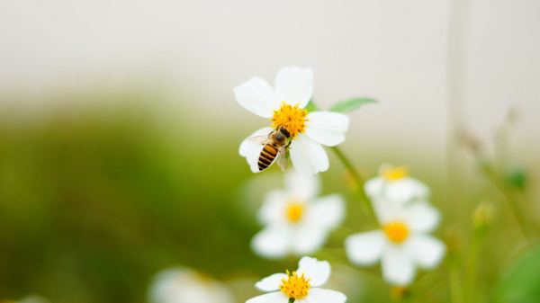 Все пчелы в мире могут исчезнуть к 2035 году
