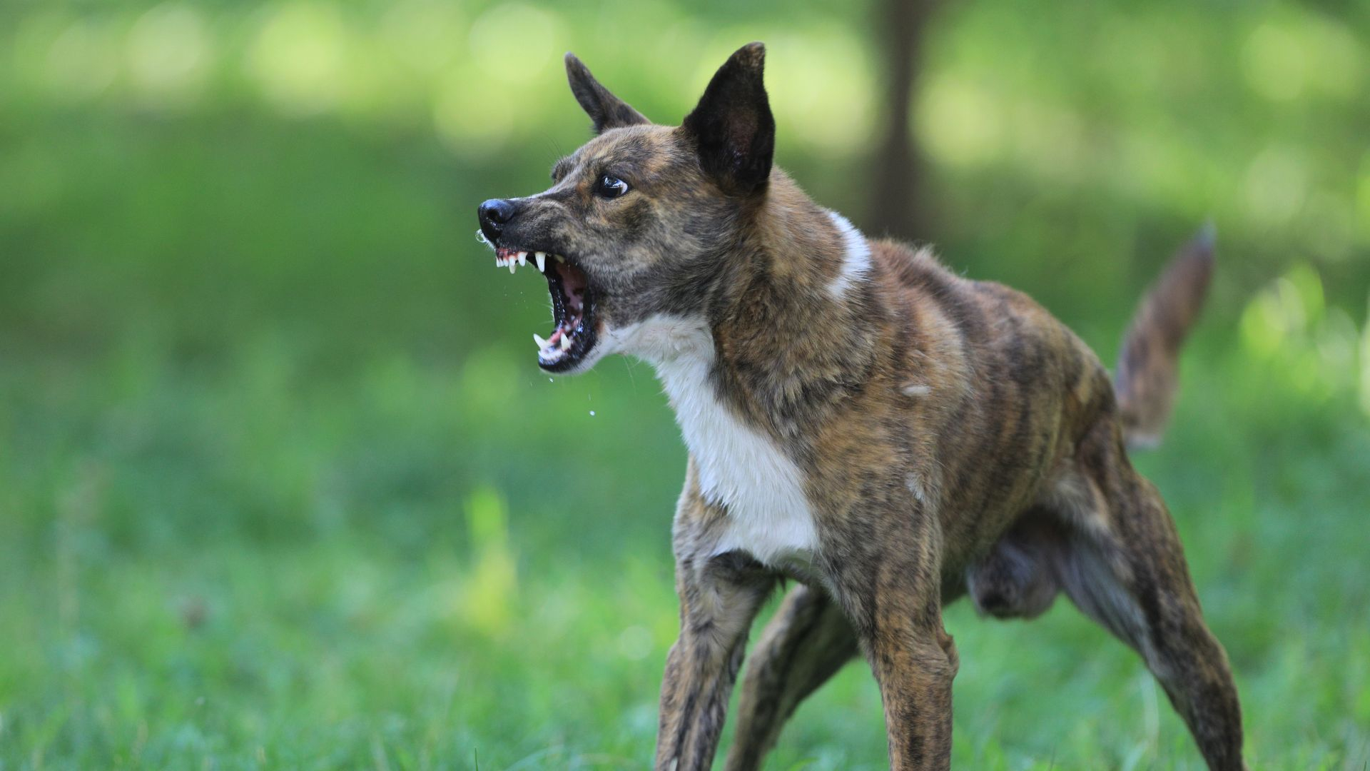 Хозяева «агрессивных» пород собак начнут получать штрафы за выгул без намордника