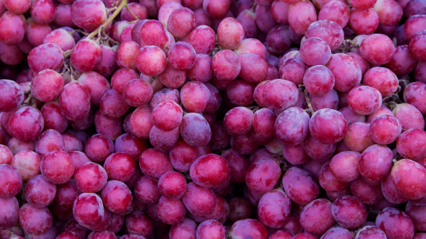 Ученые порекомендовали есть виноград для улучшения работы ЖКТ