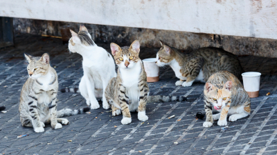 По улицам Нью-Йорка бродит полмиллиона кошек, выброшенных после пандемии